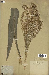 spécimen de Andropogon sorghum