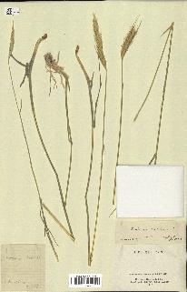 spécimen de Hordeum bulbosum