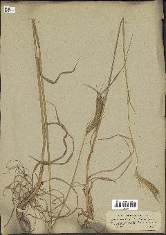 spécimen de Hordeum bulbosum