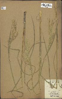 spécimen de Oryza sativa