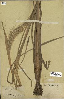 spécimen de Oryza sativa
