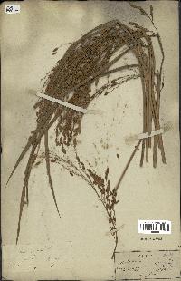 spécimen de Oryza sativa