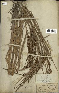 spécimen de Oryza sativa