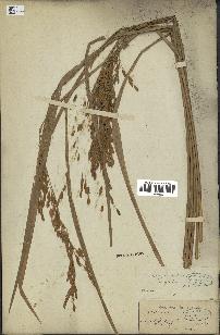 spécimen de Oryza sativa