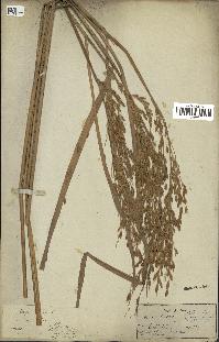 spécimen de Oryza sativa