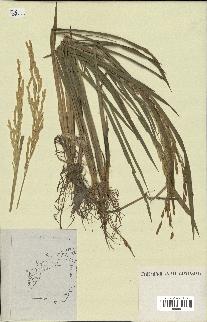spécimen de Oryza sativa