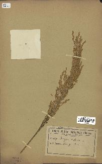spécimen de Oryza sativa