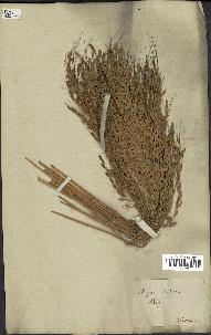 spécimen de Oryza sativa
