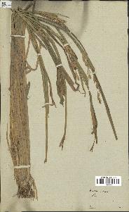 spécimen de Oryza sativa