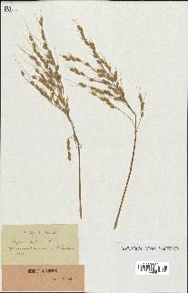 spécimen de Oryza sativa