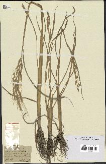 spécimen de Oryza sativa