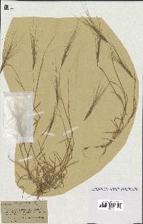 spécimen de Aegilops triuncialis