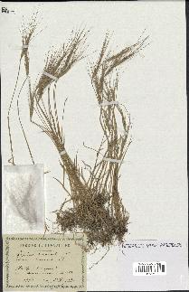 spécimen de Aegilops triuncialis