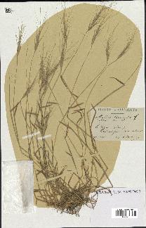 spécimen de Aegilops triuncialis
