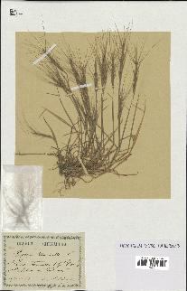 spécimen de Aegilops triuncialis