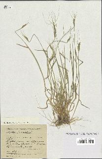 spécimen de Aegilops triuncialis