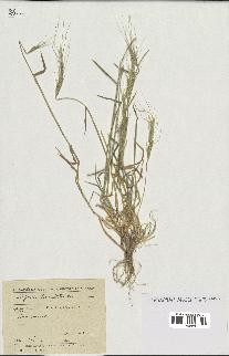 spécimen de Aegilops triuncialis