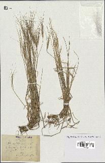 spécimen de Aegilops triuncialis