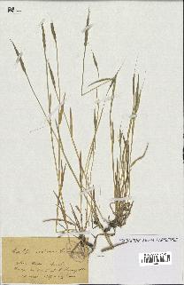 spécimen de Aegilops ventricosa