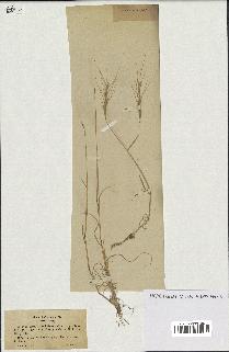 spécimen de Aegilops triuncialis