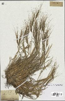 spécimen de Aegilops triuncialis
