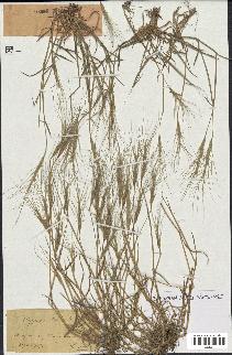spécimen de Aegilops triuncialis