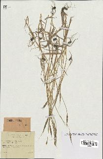 spécimen de Aegilops ventricosa