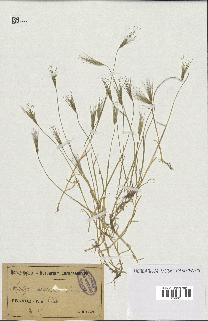 spécimen de Aegilops ovata