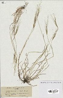 spécimen de Aegilops triuncialis