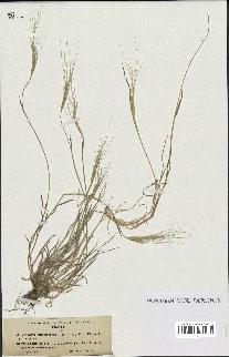spécimen de Aegilops triuncialis