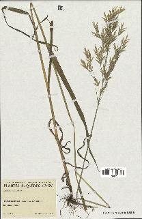 spécimen de Bromus ciliatus