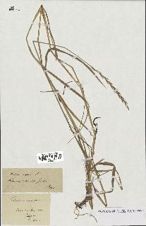 spécimen de Triticum repens