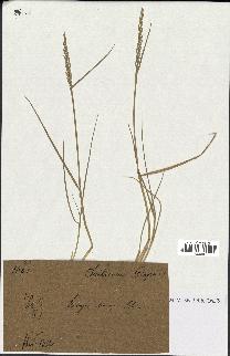 spécimen de Triticum repens
