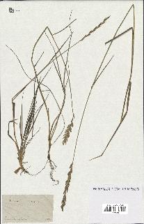 spécimen de Triticum repens