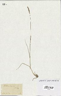 spécimen de Triticum repens