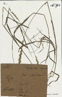 spécimen de Triticum repens