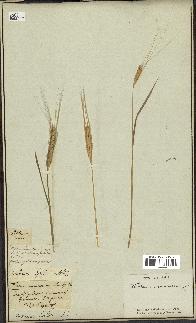 spécimen de Triticum monococcum