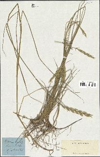 spécimen de Triticum repens