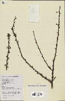 spécimen de Acacia tortilis