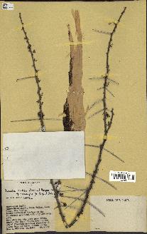 spécimen de Acacia tortilis