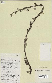 spécimen de Acacia tortilis