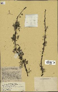 spécimen de Acacia tortilis