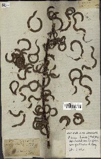 spécimen de Acacia tortilis