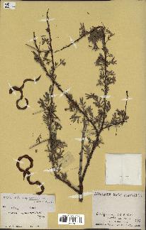 spécimen de Acacia tortilis
