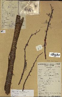 spécimen de Acacia tortilis
