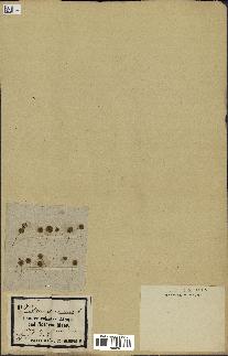 spécimen de Acacia tortilis