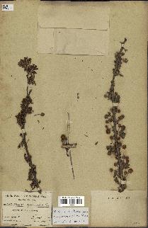spécimen de Acacia tortilis