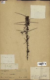 spécimen de Acacia tortilis