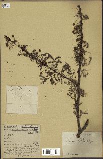 spécimen de Acacia tortilis