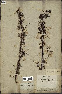 spécimen de Acacia tortilis
